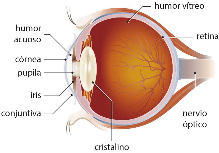 es la cirugía refractiva lente intraocular fáquica?
