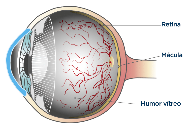 Qué detecta el examen de fondo de ojo? • Portal de salud