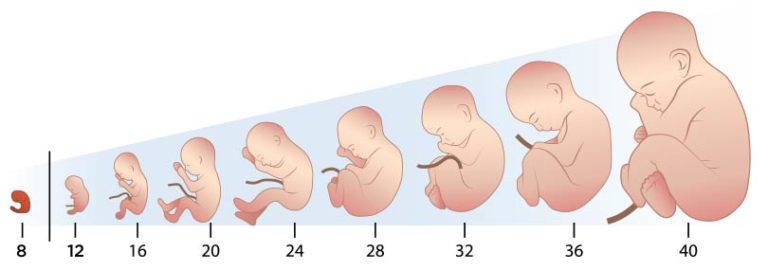 25 Semanas De Embarazo ¿qué Cambios Hay • Portal De Salud 