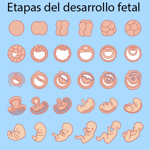 El disco embrionario y su formación • Portal de salud